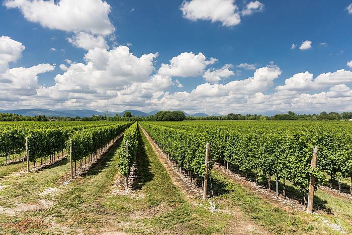 Biblioteca de Pordenone Biblioteca de Pordenone